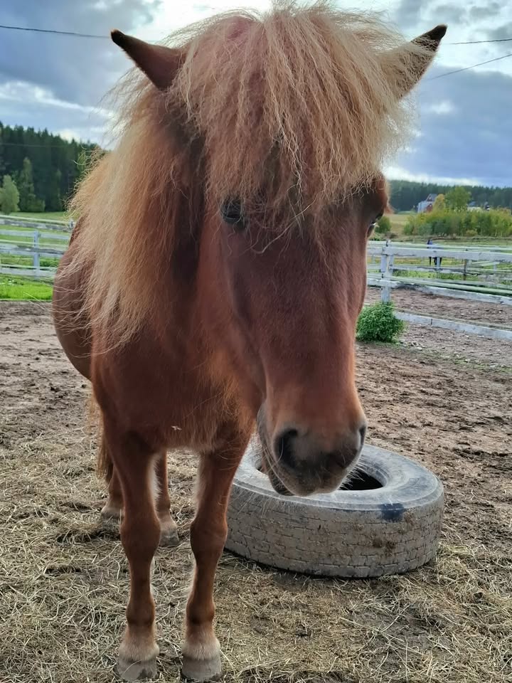 Kuva KasvuPaikan Facebook-sivuilta